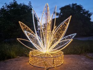 Licht Seerose mieten