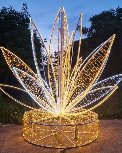 Licht Seerose mieten