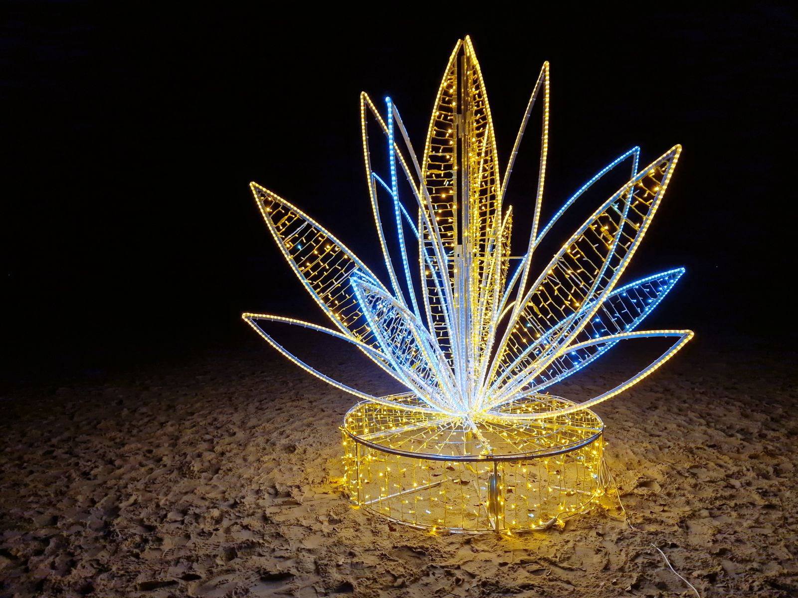 Leuchtende Seerose mieten