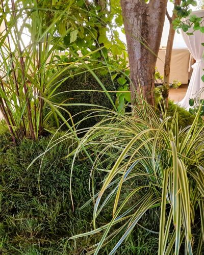 Dekolandschaft mit echten Pflanzen