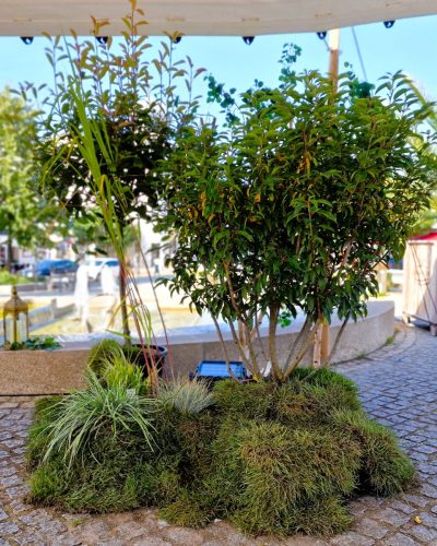 Echte Pflanzeninsel mieten