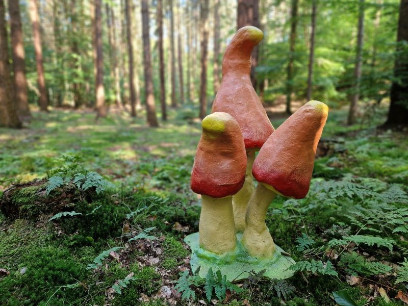 Wonderland Pilz mieten