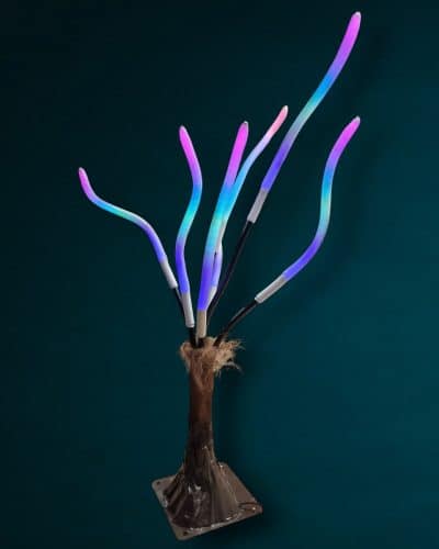 Koralle für Veranstaltungen