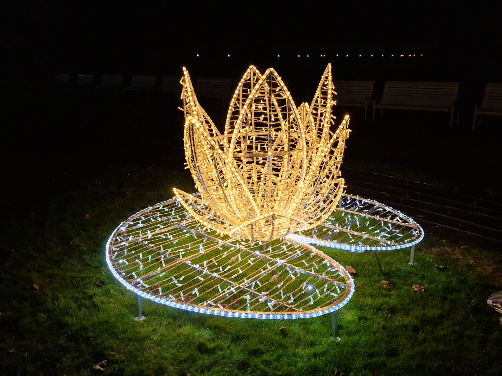 Licht Seerose mieten