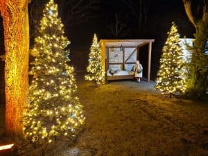 Leuchtende Weihnachtsbäume