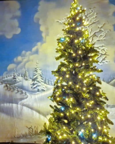 Weihnachtsbaum 250m Profi Weihnachtsbaum mieten