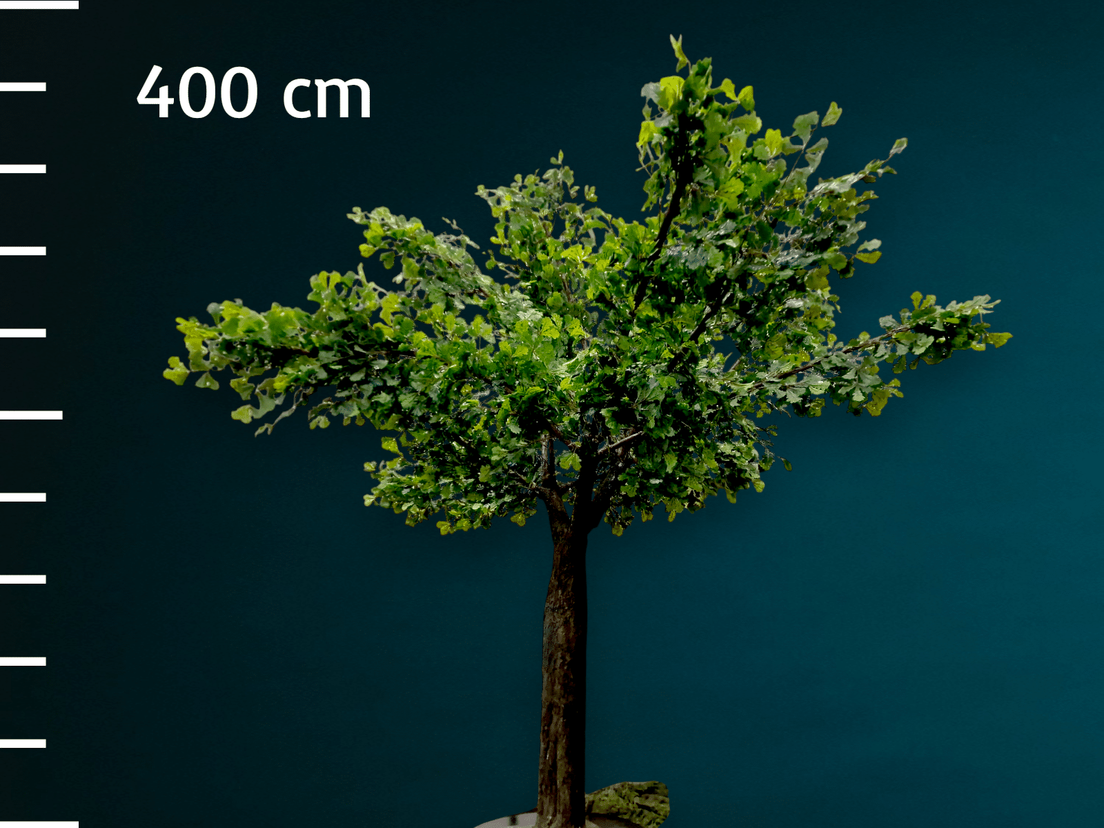 Eichen Baum - groß ∗ No.12 – Bild 2