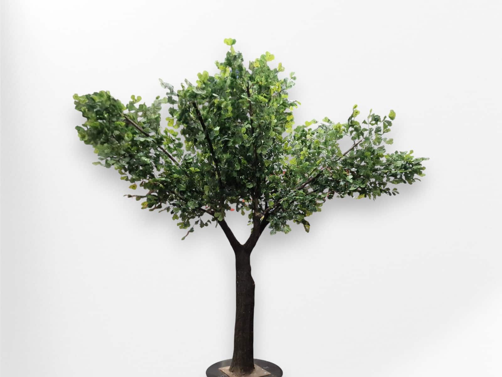 Eichen Baum - groß ∗ No.12 – Bild 3