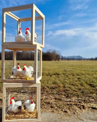 Hühnerkäfig 2 Dekorations Hühner