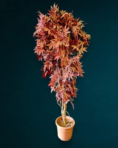 Japanischer Ahorn Deko