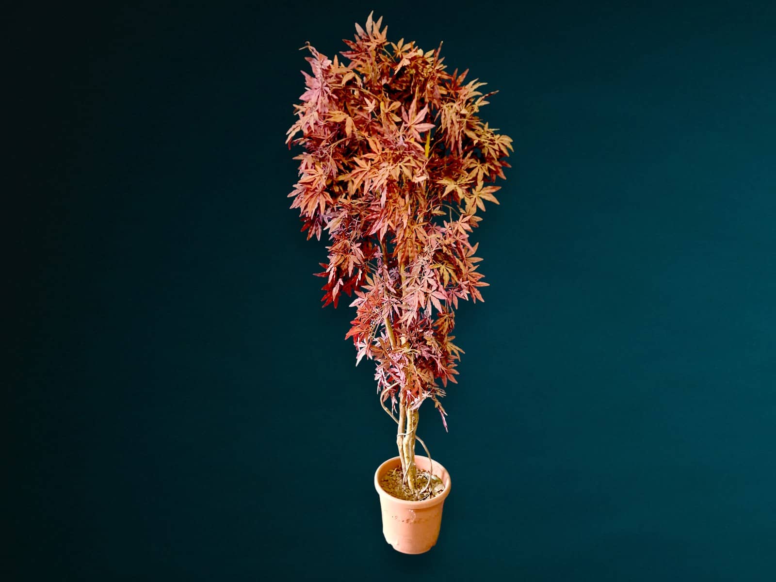 Japanischer Ahorn Deko