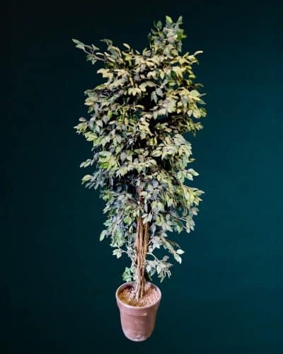 Ficus Baum mieten