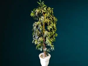 Mango Baum Deko mieten