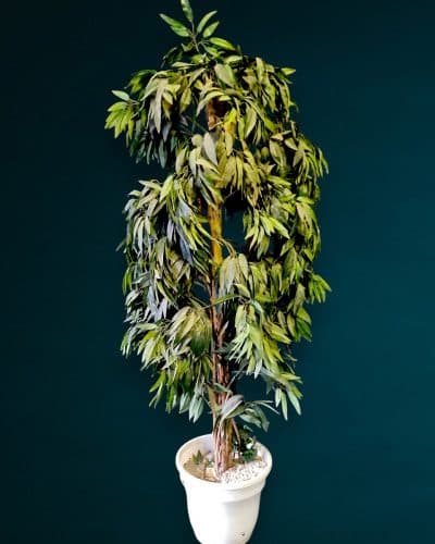 Mango Baum Deko mieten