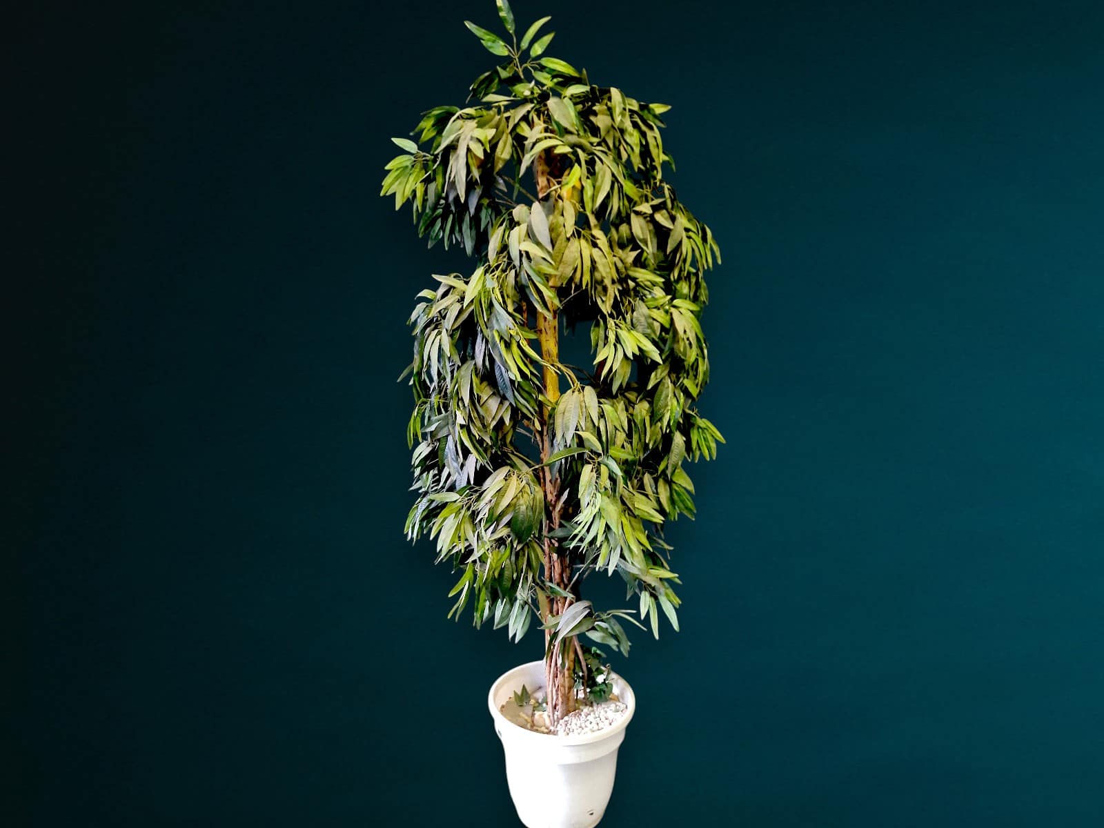 Mango Baum Deko mieten