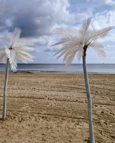 Palmen weiß weiße Palmen mieten