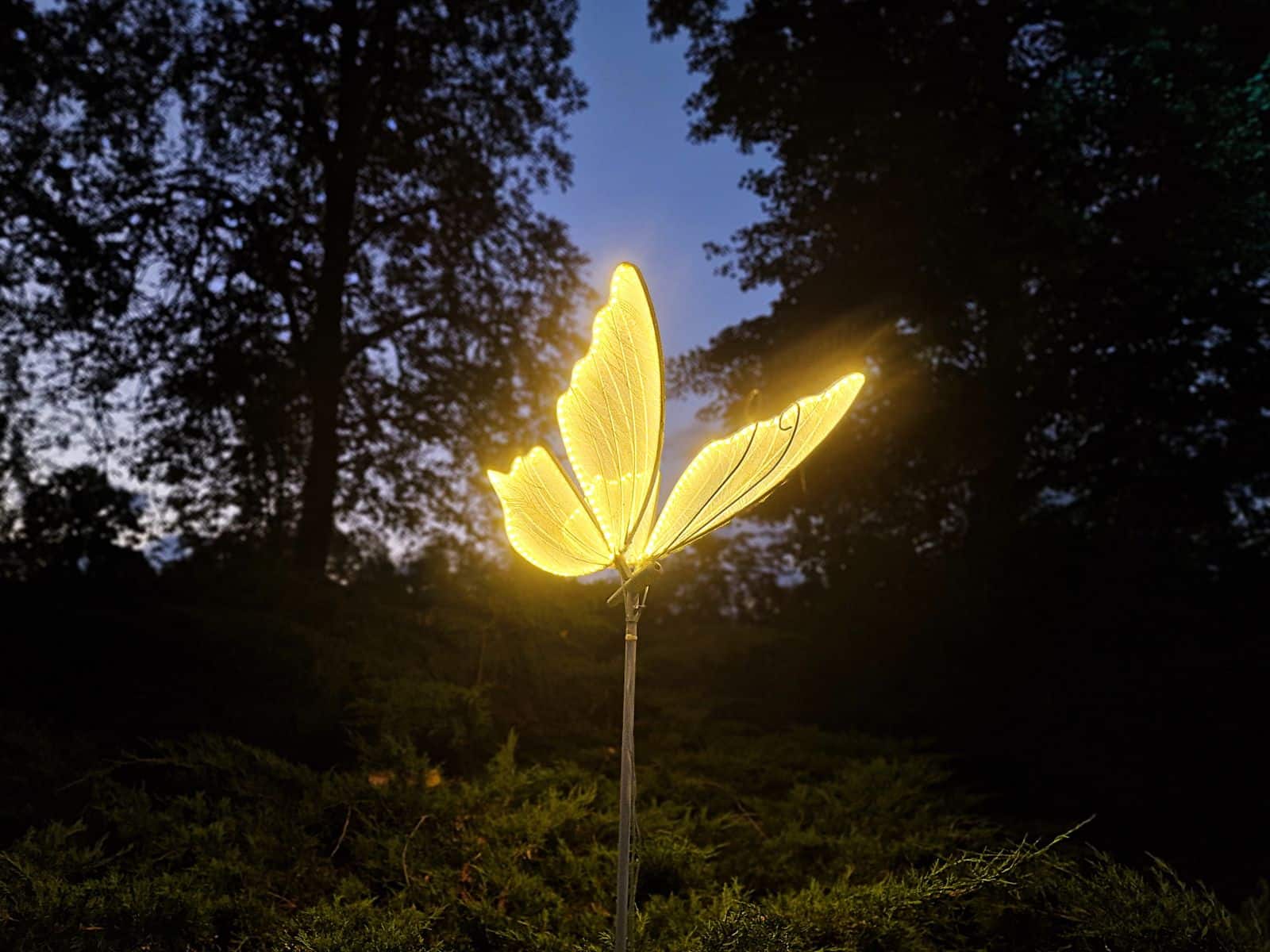 Schmetterling LED