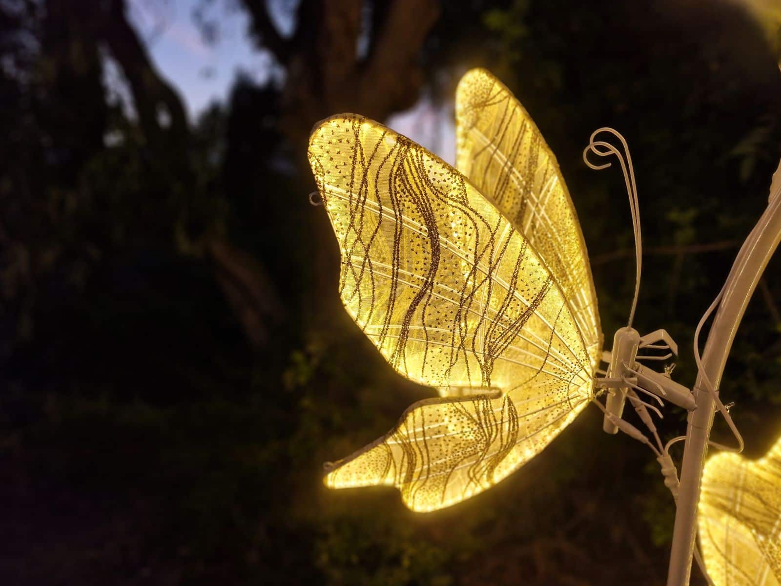 Schmetterling aus Licht