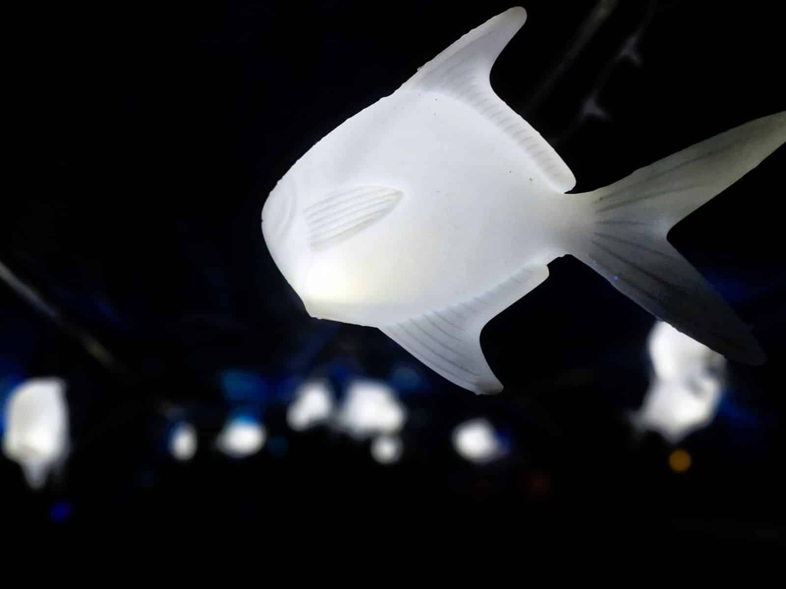 Led Fische